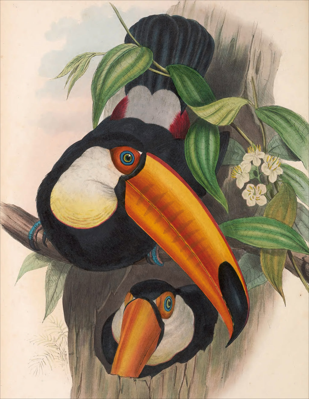 Women's T-Shirt: Toco Toucan Art, Natural